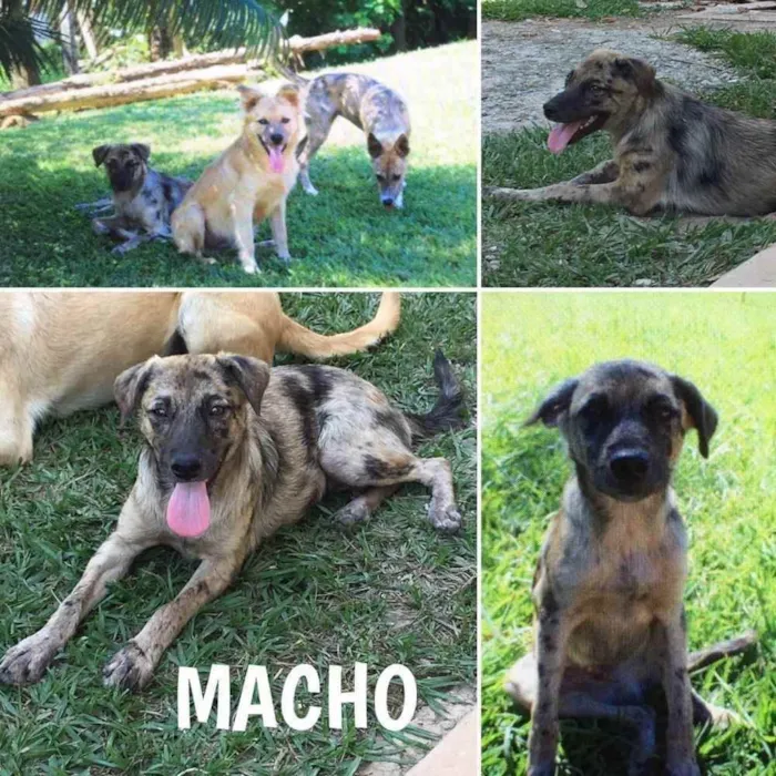 Cachorro ra a SRD idade  nome Darth