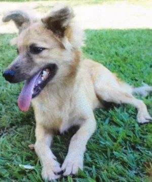 Cachorro raça SRD idade 7 a 11 meses nome Chewbacca 