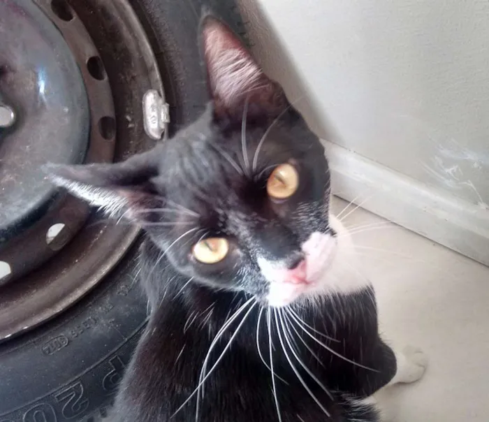 Gato ra a  idade 1 ano nome Sebastian