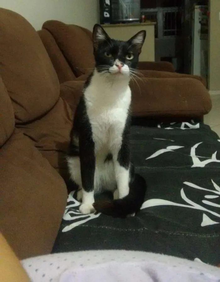 Gato ra a  idade 1 ano nome Sebastian