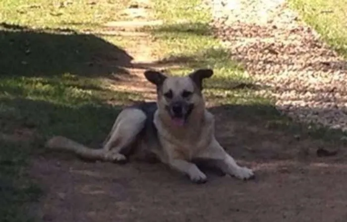 Cachorro ra a mix pastor alemão idade 4 anos nome Pitt