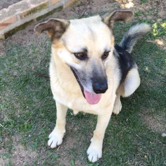 Cachorro ra a mix pastor alemão idade 4 anos nome Pitt