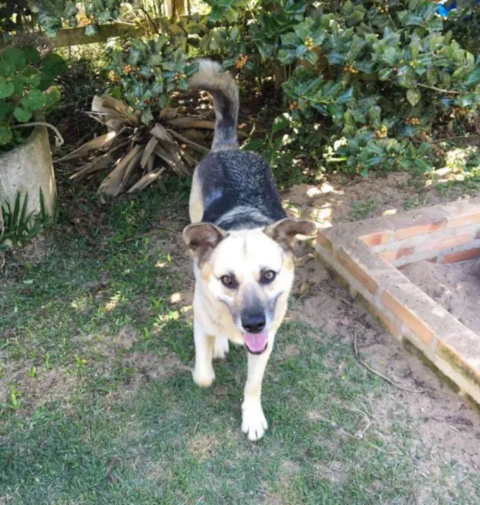 Cachorro ra a mix pastor alemão idade 4 anos nome Pitt