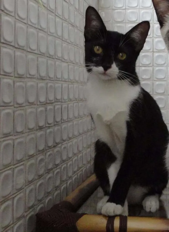 Gato ra a SRD idade 2 a 6 meses nome Lorena