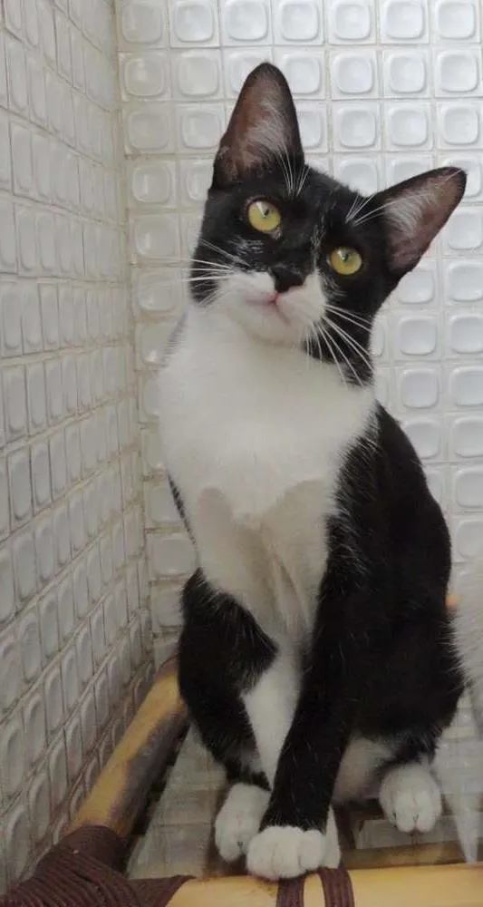 Gato ra a SRD idade 2 a 6 meses nome Lorena