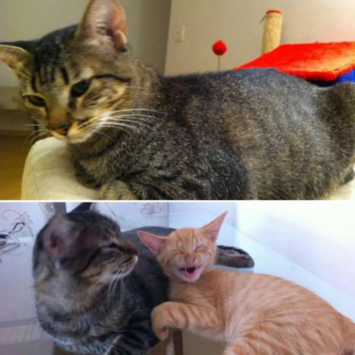 Gato ra a SRD idade 1 ano nome Mel