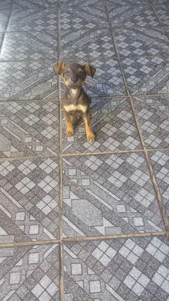 Cachorro raça sem raça definida  idade 2 a 6 meses nome ainda não tem nome