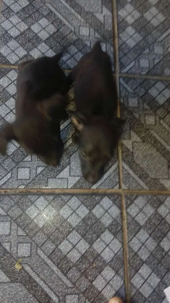Cachorro raça sem raça definida  idade 2 a 6 meses nome ainda não tem nome