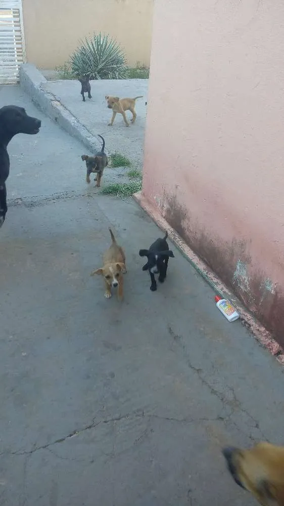 Cachorro raça sem raça definida  idade 2 a 6 meses nome ainda não tem nome