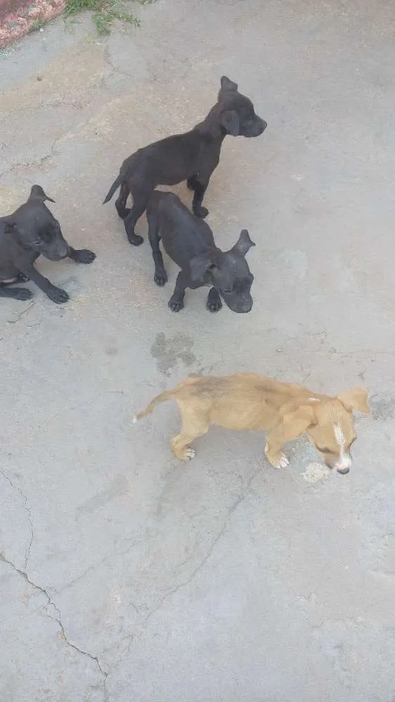 Cachorro raça sem raça definida  idade 2 a 6 meses nome ainda não tem nome