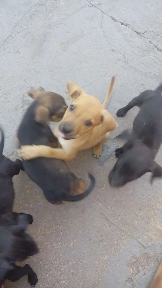 Cachorro raça sem raça definida  idade 2 a 6 meses nome ainda não tem nome