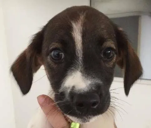 Cachorro ra a SRD idade 2 a 6 meses nome Iza
