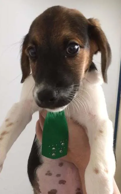 Cachorro ra a SRD idade 2 a 6 meses nome Joca