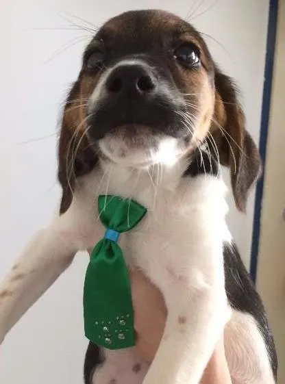 Cachorro ra a SRD idade 2 a 6 meses nome Joca