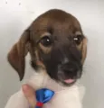 Panqueca