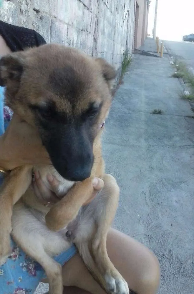 Cachorro ra a SRD idade 2 a 6 meses nome Kirah