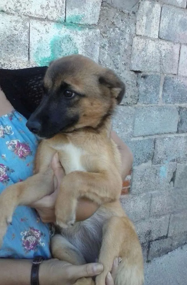 Cachorro ra a SRD idade 2 a 6 meses nome Kirah