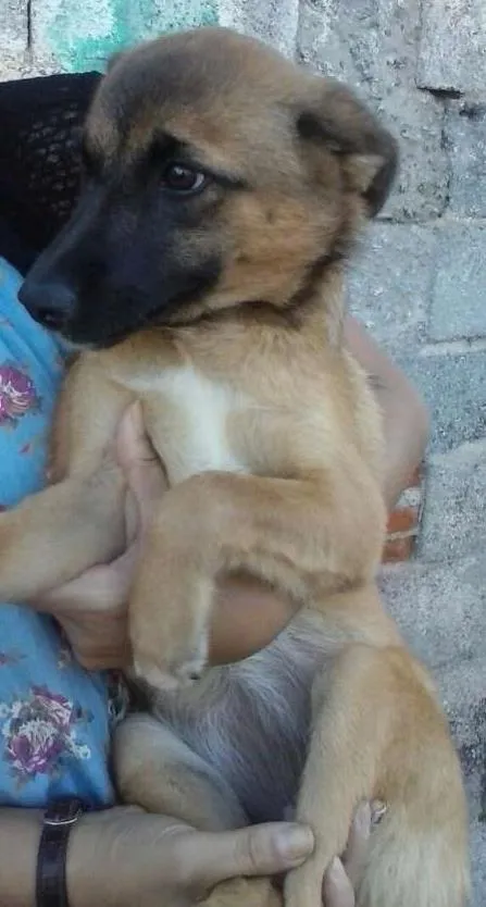 Cachorro ra a SRD idade 2 a 6 meses nome Kirah