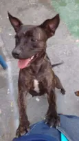 Tuana