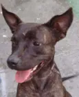 Tuana