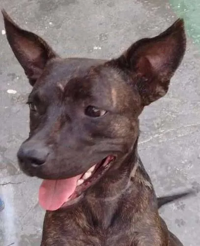 Cachorro ra a SRD idade 7 a 11 meses nome Tuana