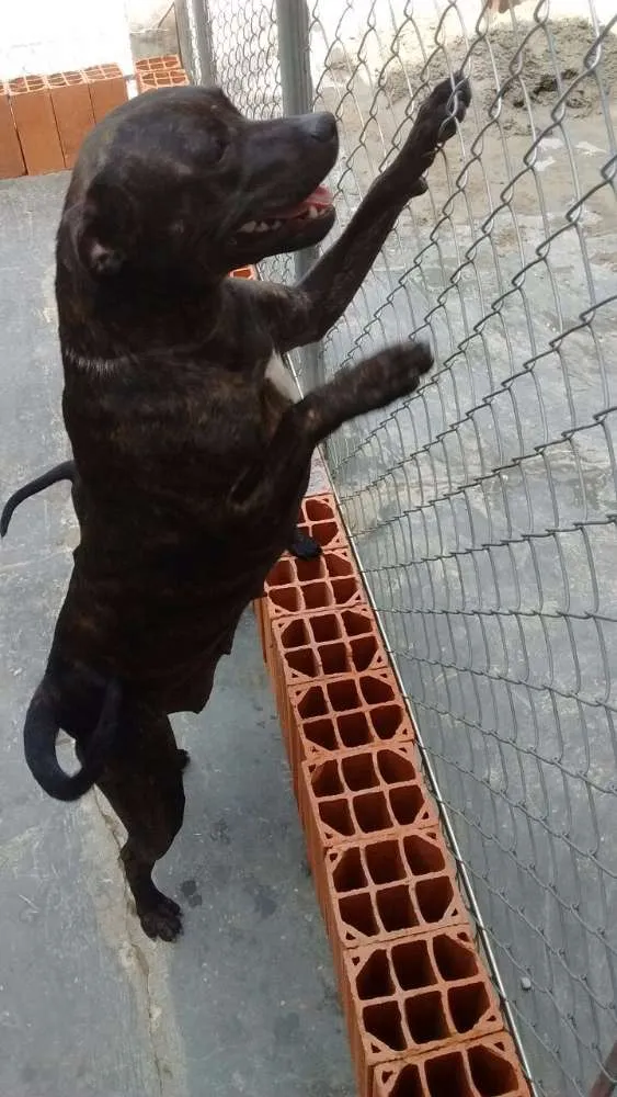Cachorro ra a SRD idade 7 a 11 meses nome Tuana