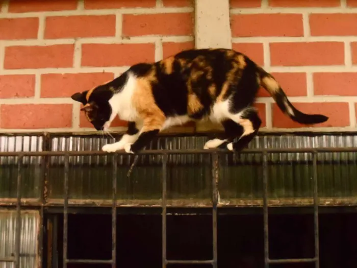 Gato ra a idade 5 anos nome Bowie