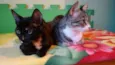 Lindas Gatinhas