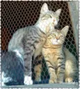 Lindas Gatinhas