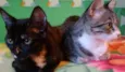 Lindas Gatinhas