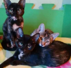 Gato raça SRD idade 2 a 6 meses nome Lindas Gatinhas