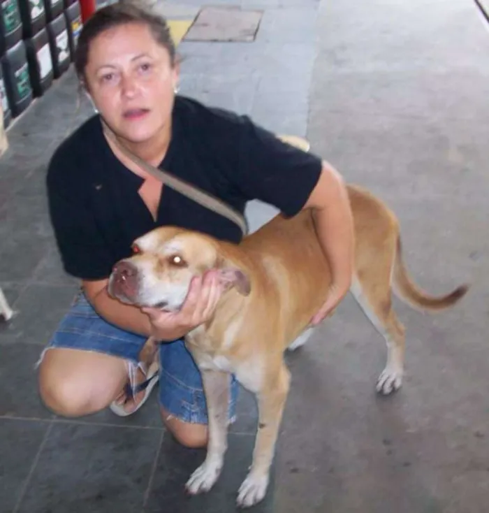 Cachorro ra a Pittbull idade 6 ou mais anos nome BONITÃO