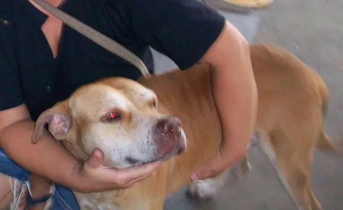 Cachorro ra a Pittbull idade 6 ou mais anos nome BONITÃO