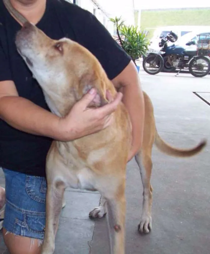 Cachorro ra a Pittbull idade 6 ou mais anos nome BONITÃO