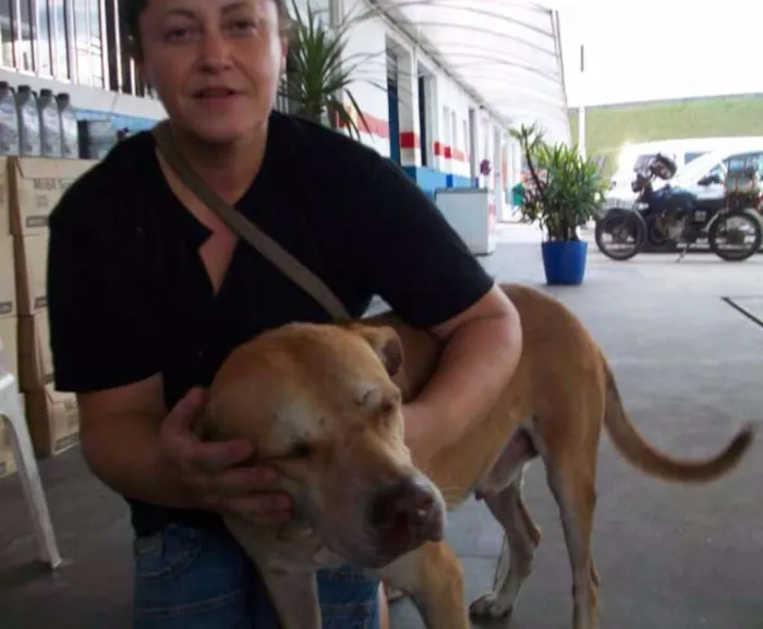 Cachorro ra a Pittbull idade 6 ou mais anos nome BONITÃO