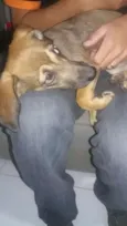 Pipoca