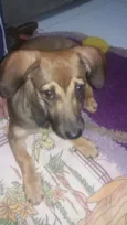 Pipoca