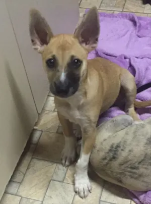 Cachorro raça SRD  idade 2 a 6 meses nome Sem nome 