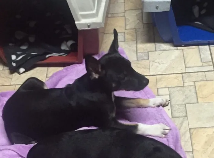 Cachorro ra a SRD idade  nome Sem nome 