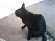 descohecido