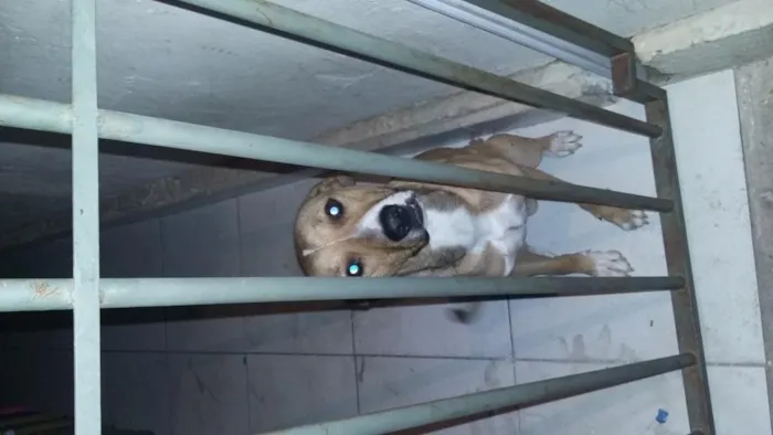 Cachorro raça indefinida idade 7 a 11 meses nome marvin