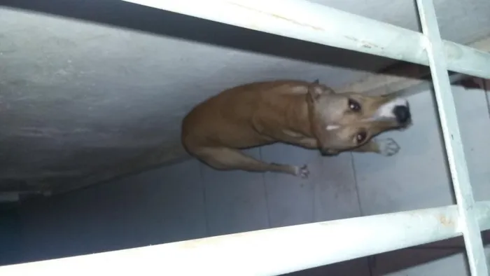 Cachorro raça indefinida idade 7 a 11 meses nome marvin