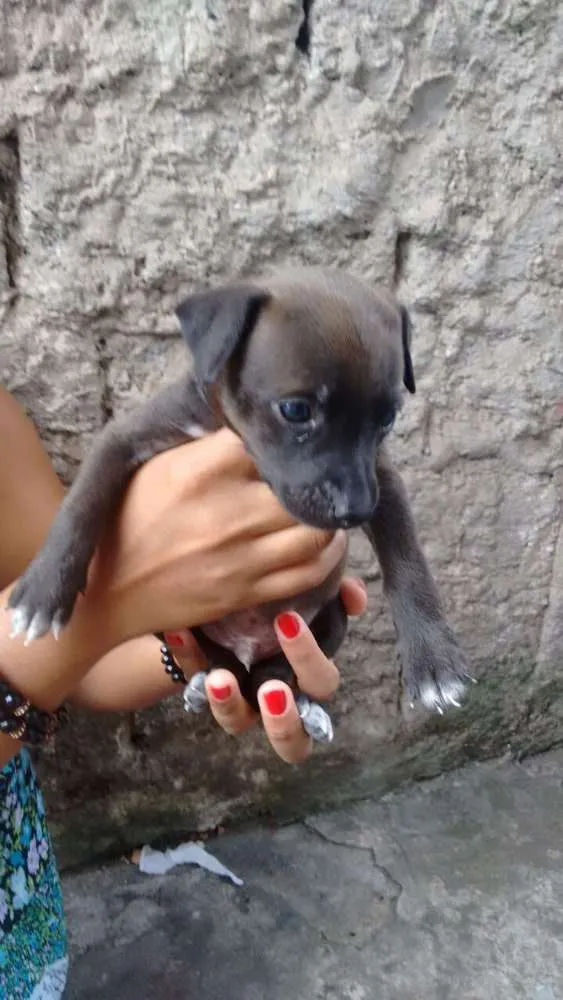 Cachorro ra a SRD (sem raça definida) idade Abaixo de 2 meses nome À escolher