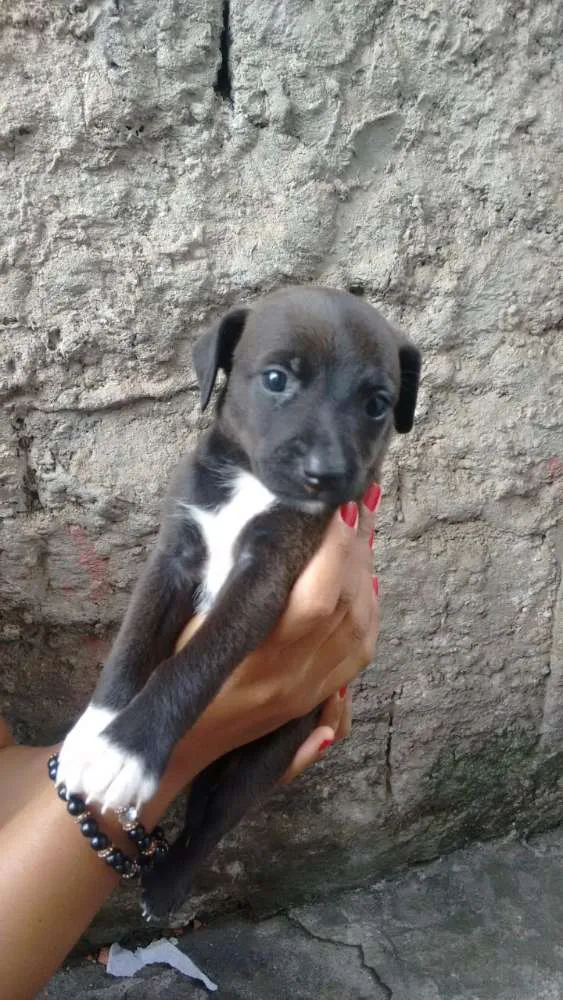 Cachorro ra a SRD (sem raça definida) idade Abaixo de 2 meses nome À escolher