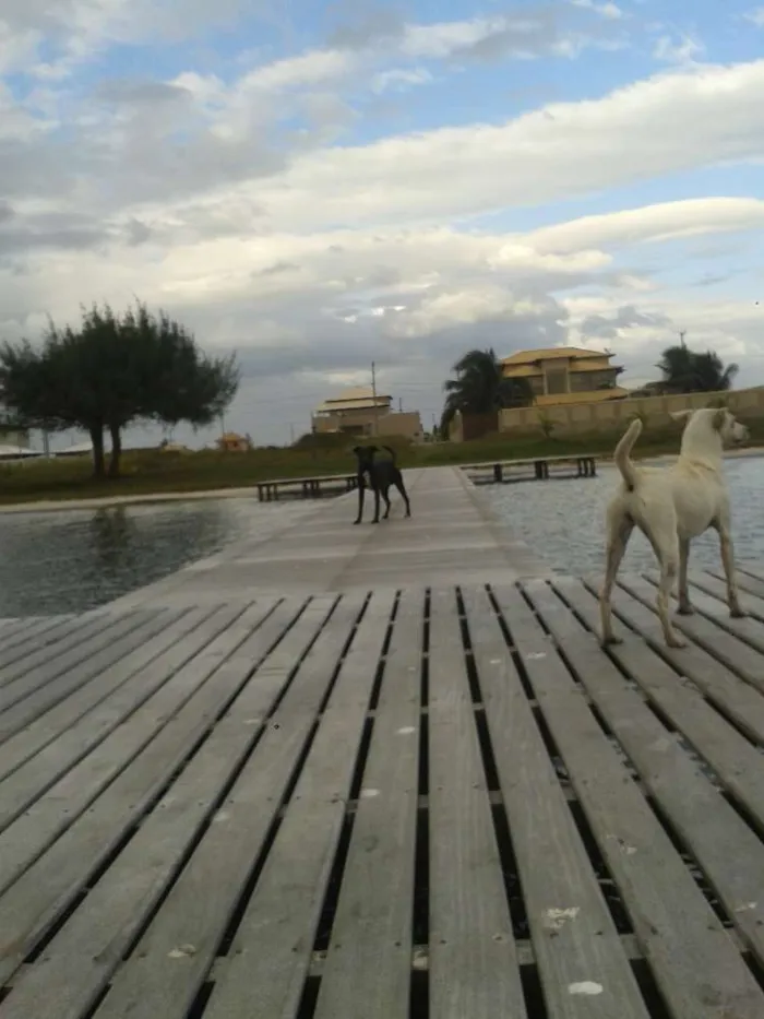 Cachorro ra a Mestica idade 1 ano nome Sem nome