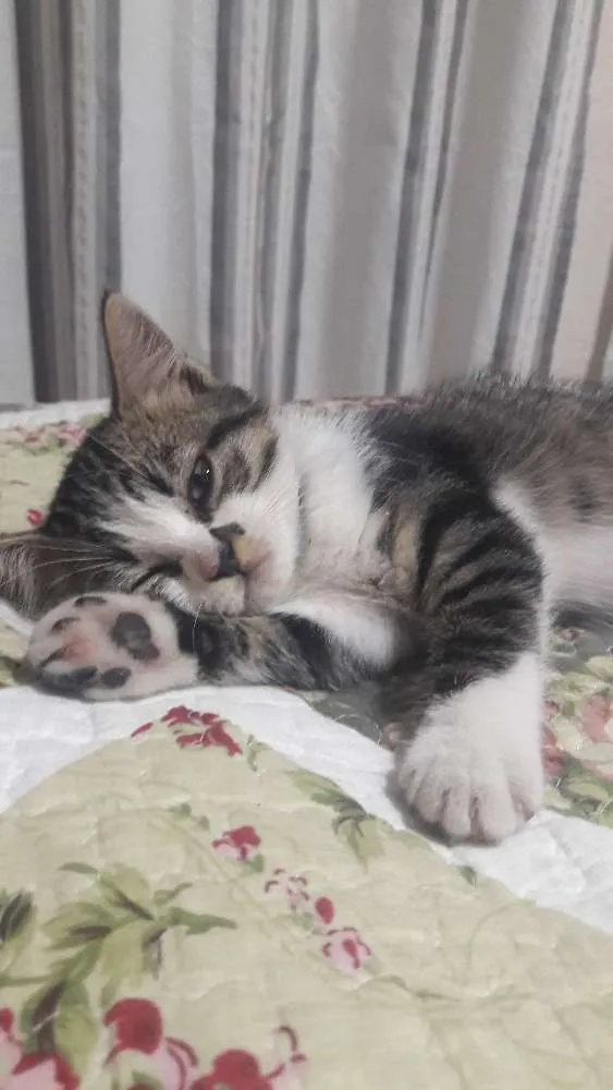 Gato ra a Srd idade 2 a 6 meses nome Nenê