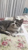 Nenê