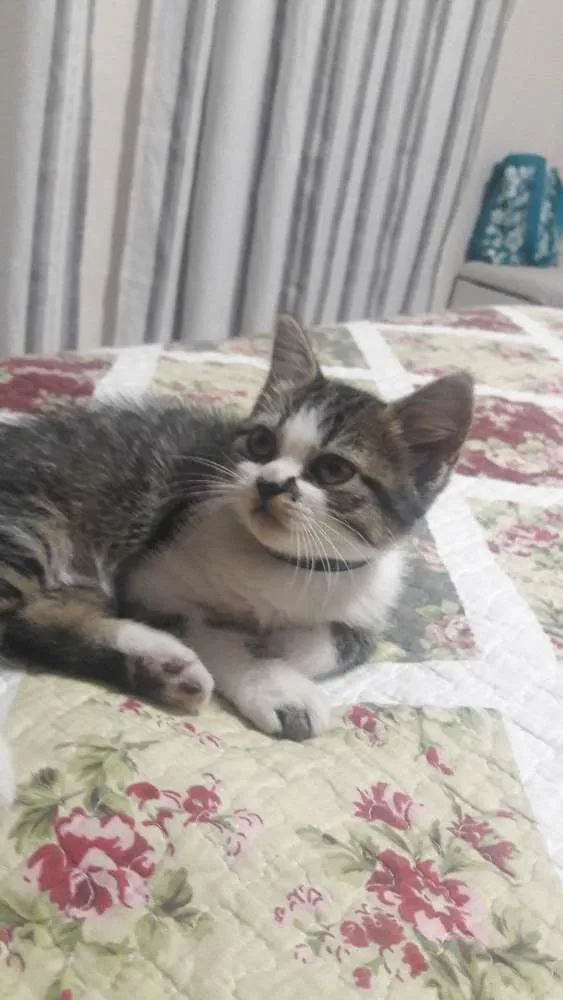 Gato ra a Srd idade 2 a 6 meses nome Nenê