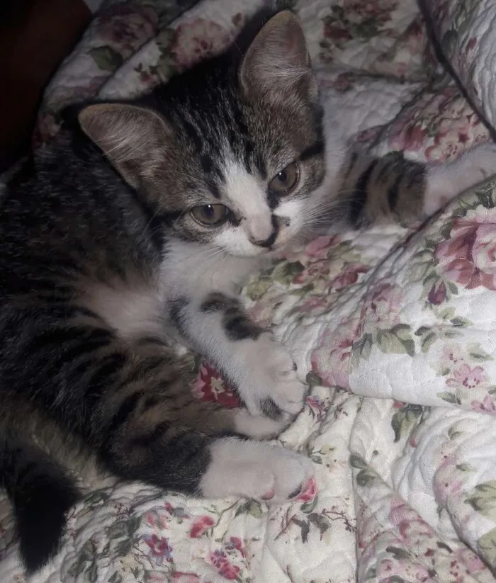 Gato ra a Srd idade 2 a 6 meses nome Nenê