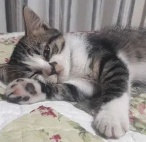 Gato raça Srd idade 2 a 6 meses nome Nenê
